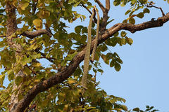 Radermachera xylocarpa